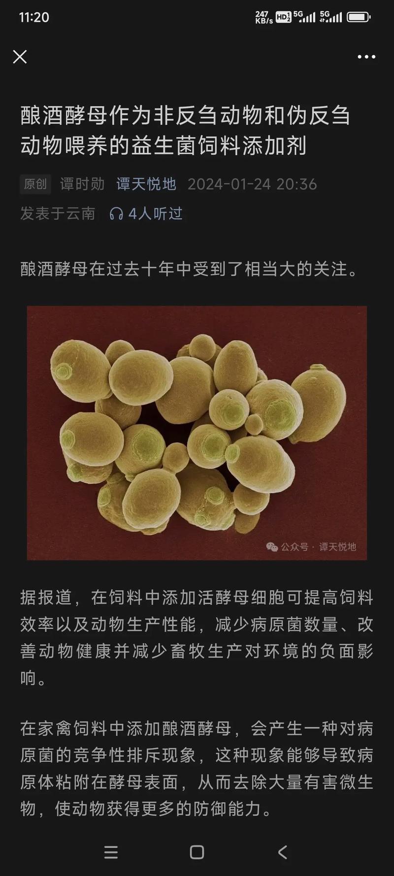 酵母菌如何在水果和谷物中独占鳌头？揭秘发酵的惊人力量  第6张