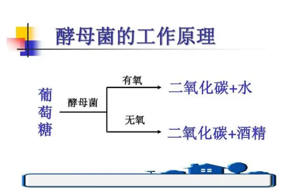 酵母菌如何在水果和谷物中独占鳌头？揭秘发酵的惊人力量  第7张