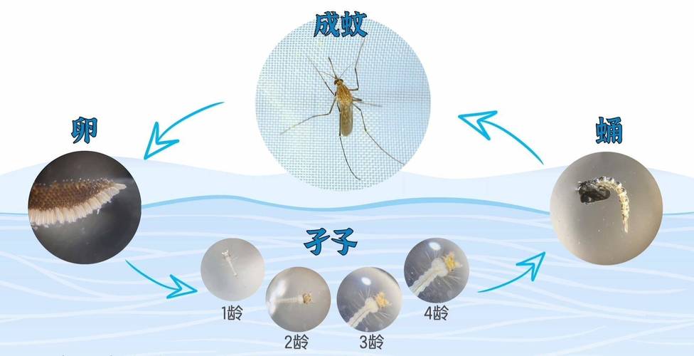 蚊子竟然能帮我们打疫苗？科学家突破性发现或将改变全球公共卫生  第8张