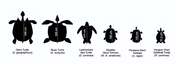 50年前发现的史前巨龟，体重竟超过1100公斤，还长有独特犄角  第2张