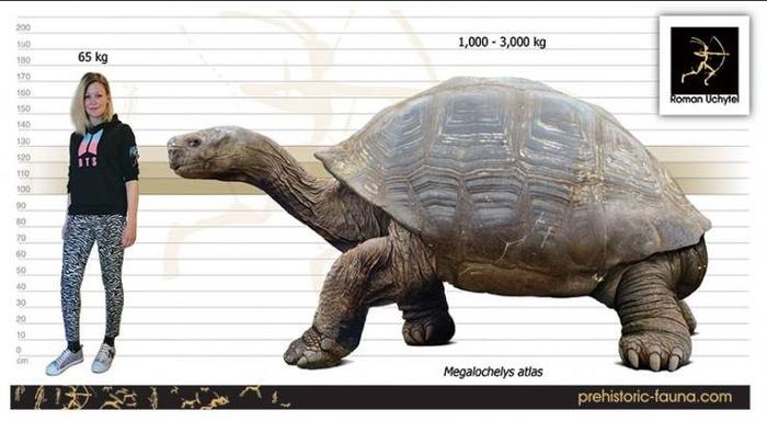 50年前发现的史前巨龟，体重竟超过1100公斤，还长有独特犄角  第9张