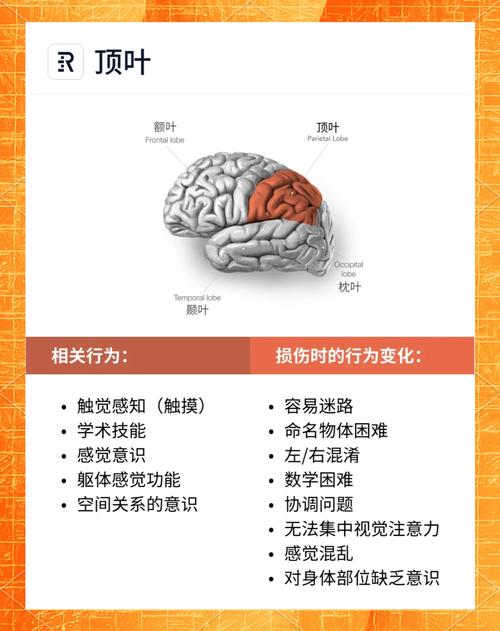 以色列和法国研究人员开发数学模型揭示大脑秘密？  第2张