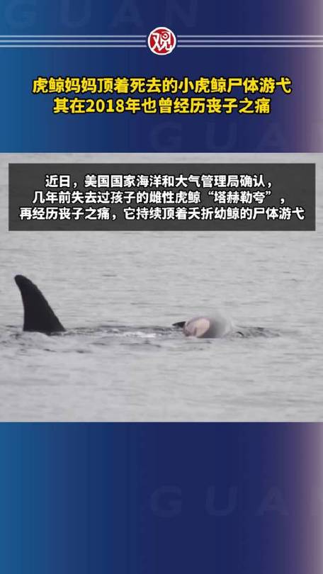 虎鲸妈妈J35：17天不离不弃，1600公里生死相伴，母爱何以如此伟大？  第3张