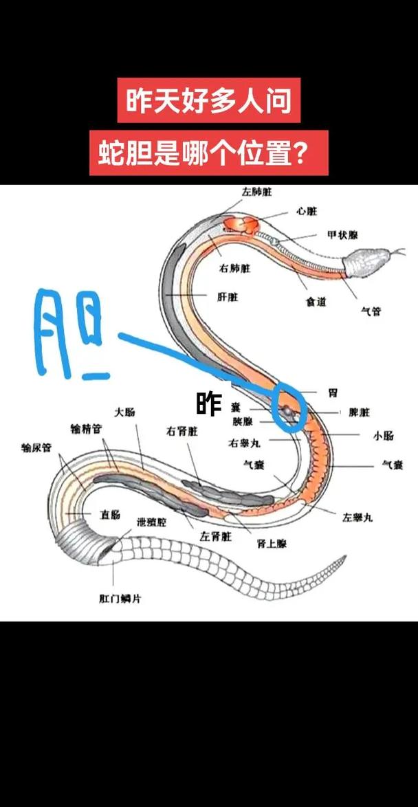 蛇类生存秘技大揭秘！它们的身体内部竟如此奇特？  第8张