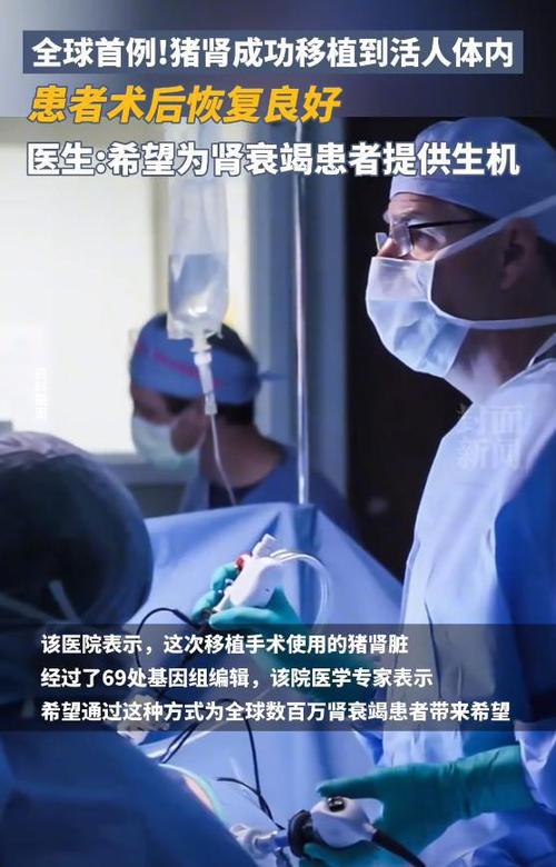 亚洲首例成功！基因编辑猪肾移植，终末期肾病患者的生存希望来了？  第5张