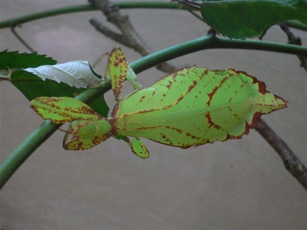 你见过能自己生孩子的昆虫吗？揭秘竹节虫的神奇繁殖方式  第1张