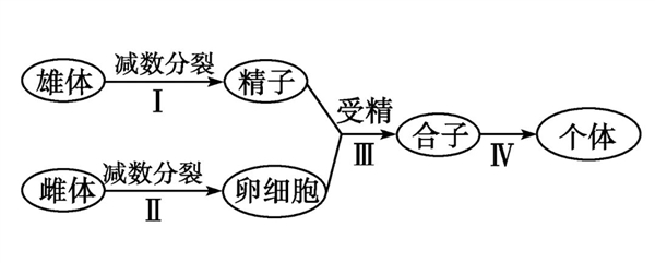 你见过能自己生孩子的昆虫吗？揭秘竹节虫的神奇繁殖方式  第3张