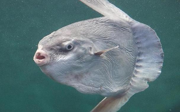 鱼也会抑郁？日本水族馆翻车鱼因寂寞绝食，饲养员奇招让它重获希望