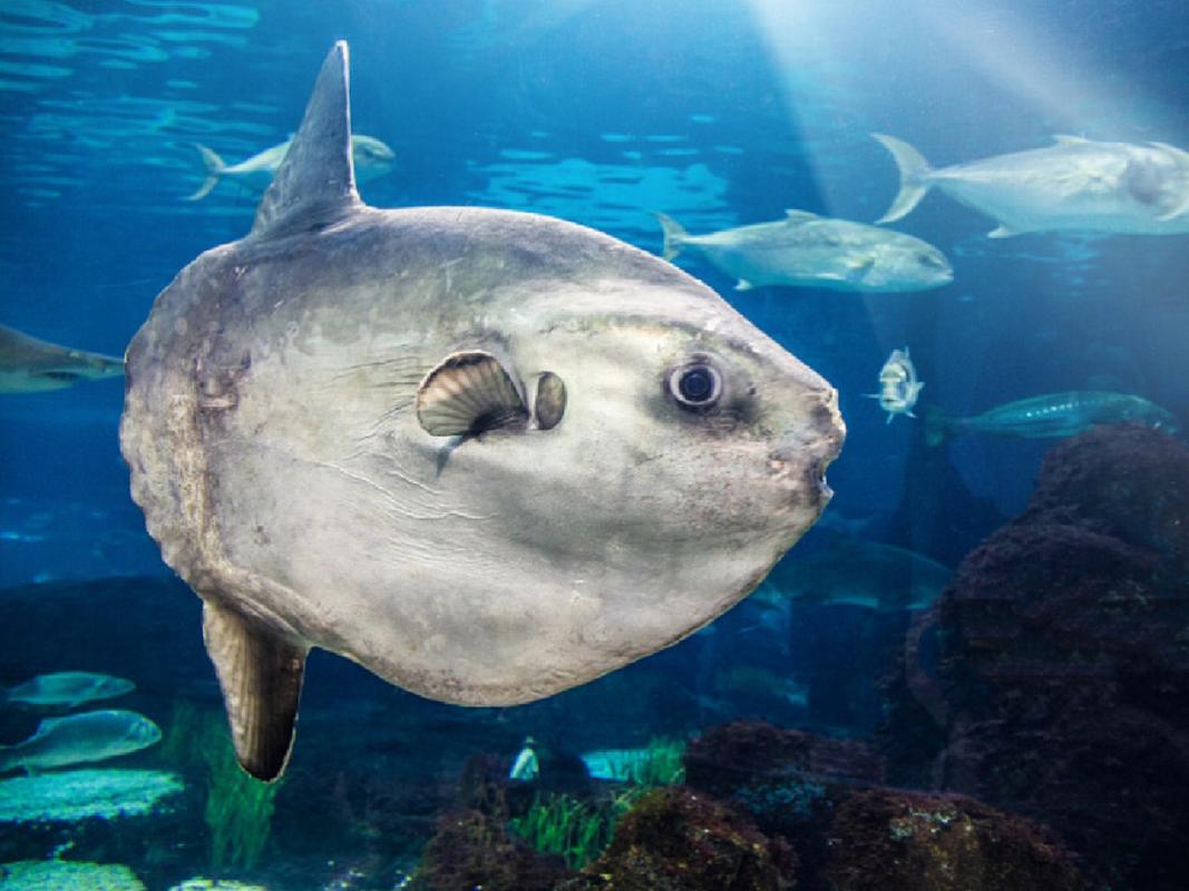 鱼也会抑郁？日本水族馆翻车鱼因寂寞绝食，饲养员奇招让它重获希望  第2张