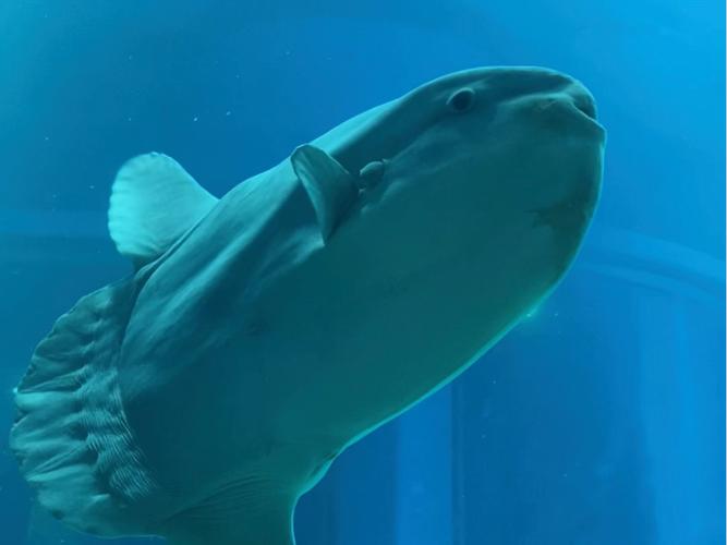 鱼也会抑郁？日本水族馆翻车鱼因寂寞绝食，饲养员奇招让它重获希望  第3张