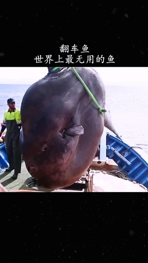 鱼也会抑郁？日本水族馆翻车鱼因寂寞绝食，饲养员奇招让它重获希望  第5张