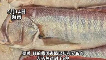 南海惊现幽灵方头鱼！这种神秘鱼类为何被称为‘鬼马’？  第4张