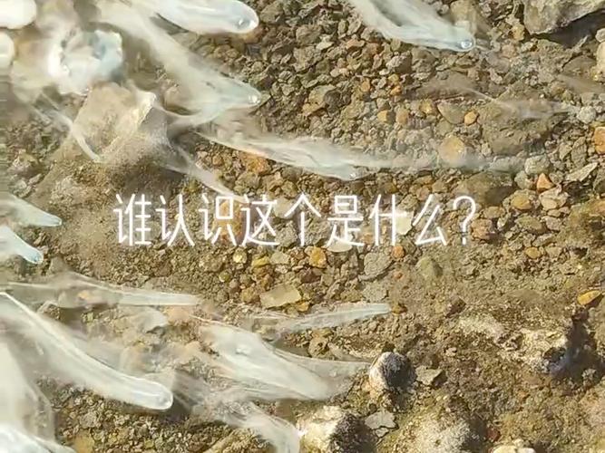 南海惊现幽灵方头鱼！这种神秘鱼类为何被称为‘鬼马’？  第9张