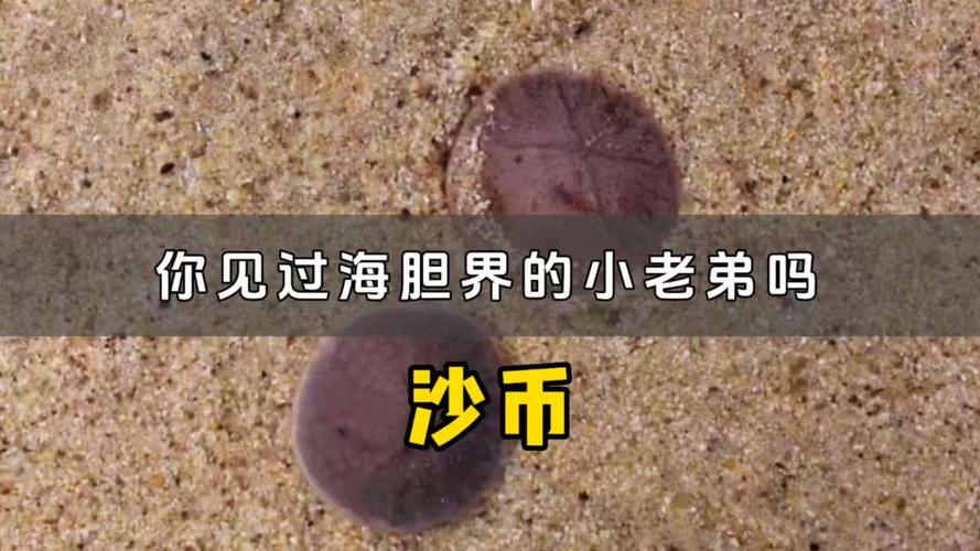 海滩上捡到的白色圆盘竟是沙币！你知道沙币和海胆的区别吗？  第5张