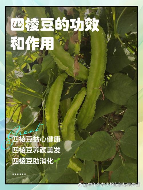 四棱豆：为何这种低调的豆类能在豆角界独树一帜？  第2张