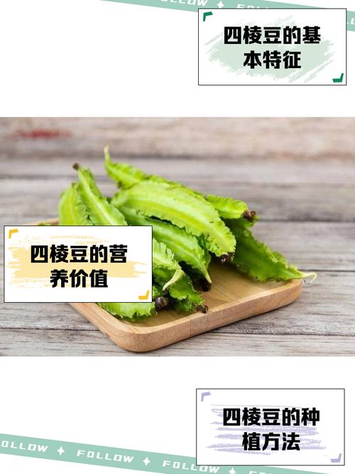 四棱豆：为何这种低调的豆类能在豆角界独树一帜？  第11张