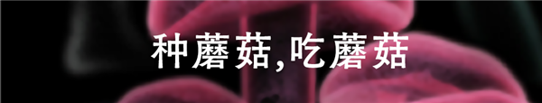 你敢相信吗？那片蘑菇正在悄悄盯着你！加入这场探入真菌王国的奇幻旅途吧  第4张