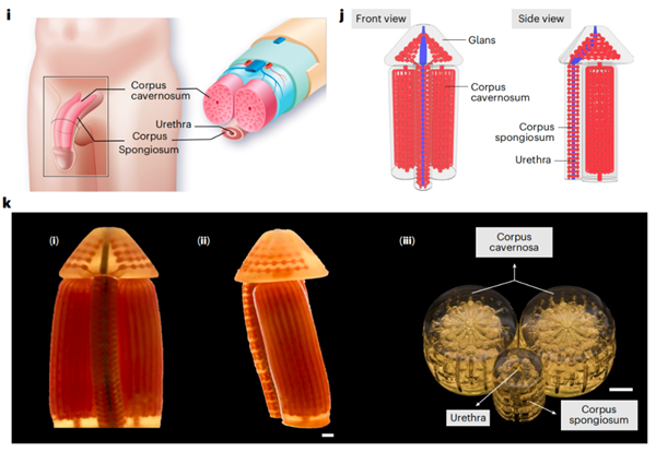 3D打印仿生阴茎海绵体问世！未来能否彻底解决男性功能障碍？  第3张