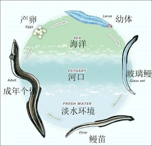 你知道这种能活100岁、长达2米的河怪是什么吗？揭秘新西兰长鳍鳗的惊人秘密  第15张