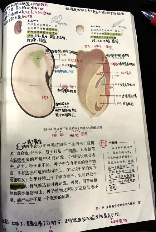 1.5亿年前的植物界霸主为何被淘汰？揭秘裸子植物的兴衰史  第5张