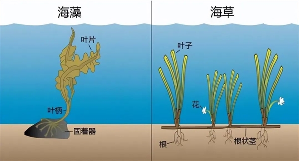 1.5亿年前的植物界霸主为何被淘汰？揭秘裸子植物的兴衰史  第6张