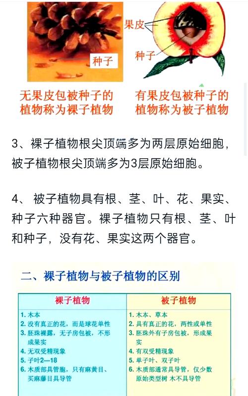 1.5亿年前的植物界霸主为何被淘汰？揭秘裸子植物的兴衰史  第9张