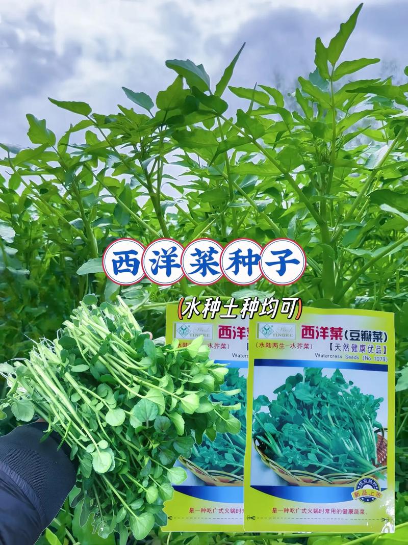 你知道吗？这种绿油油的蔬菜竟是19世纪欧洲人带来的西洋菜  第5张