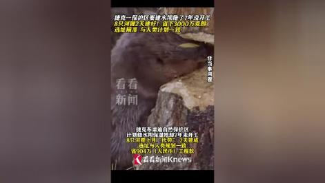 捷克水坝项目停滞7年，河狸一夜之间建好！省下120万美元的秘密是什么？  第8张