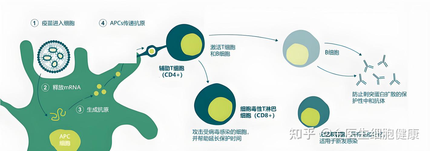 癌症终结者来了？美国团队发现RNA可变剪接关键位点，新药让癌细胞停止生长  第3张