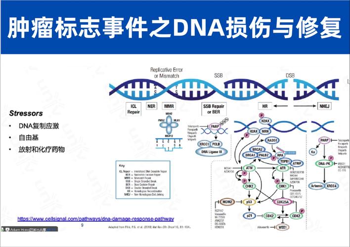 癌症终结者来了？美国团队发现RNA可变剪接关键位点，新药让癌细胞停止生长  第7张