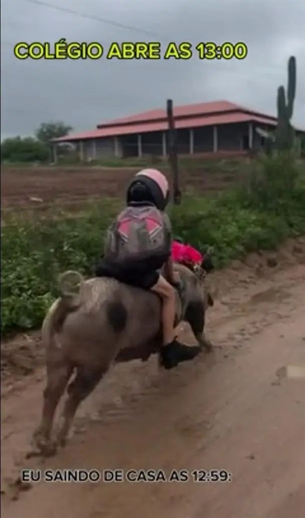 啥？巴西男孩竟驯服母猪当坐骑，还能骑猪飞速上学？  第3张