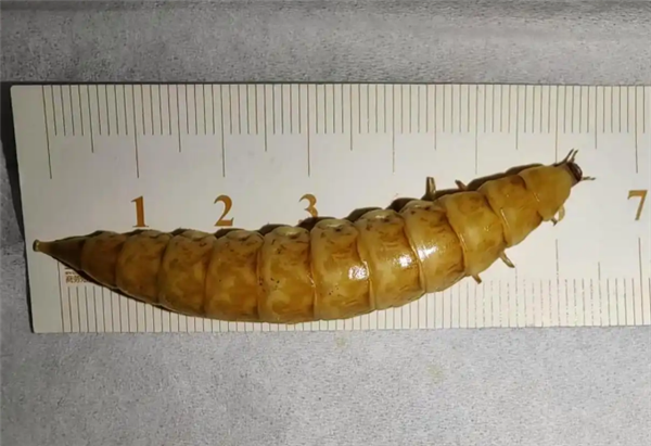 成都华希昆虫博物馆竟发现超7厘米巨雌光萤？  第10张