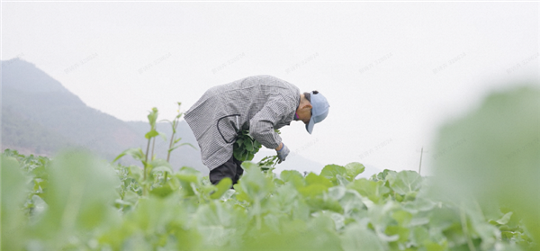 板蓝根青菜竟然超越香椿，成为春菜新宠！你尝过了吗？  第5张