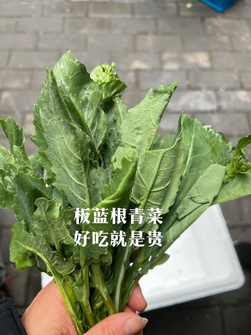 板蓝根青菜竟然超越香椿，成为春菜新宠！你尝过了吗？  第9张