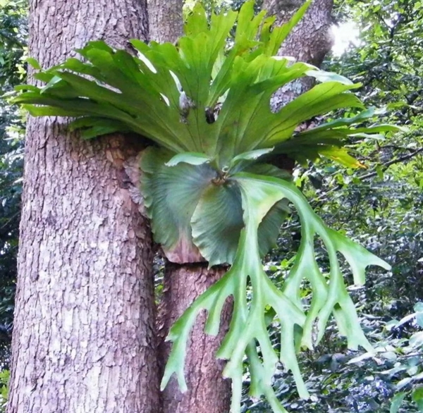 植物也有社交生活？揭秘二岐鹿角蕨的真社会性之谜