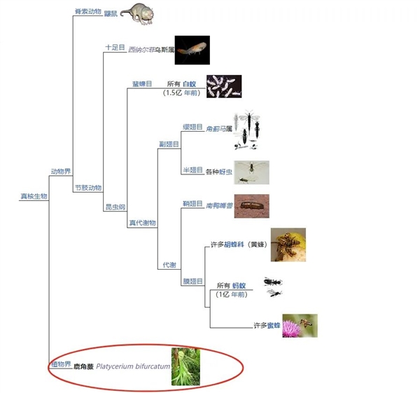 植物也有社交生活？揭秘二岐鹿角蕨的真社会性之谜  第15张