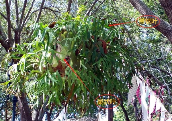 植物也有社交生活？揭秘二岐鹿角蕨的真社会性之谜  第16张