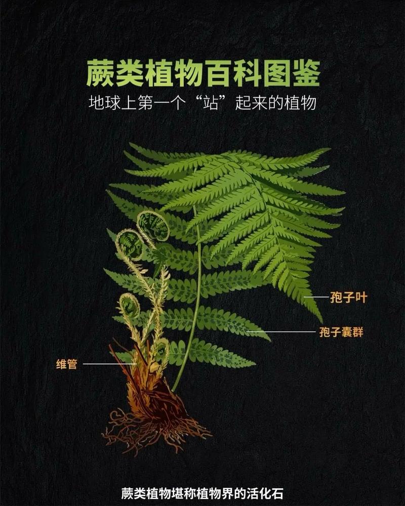 植物也有社交生活？揭秘二岐鹿角蕨的真社会性之谜  第10张