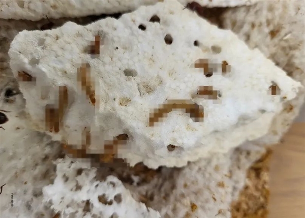 塑料为何难以腐烂？微生物降解的秘密你知道吗  第7张