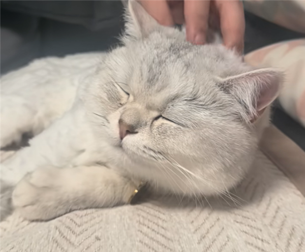 16楼坠落后毫发无伤！猫咪的九条命是真的？