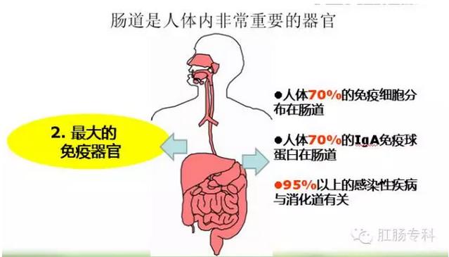 你的肠道运输时间是快还是慢？12～73小时之间最健康  第6张