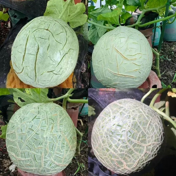 瓜中之王哈密瓜花纹暗藏何种奥秘？快进来一探究竟  第2张