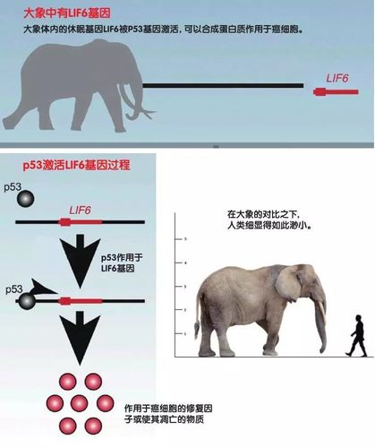 大象为何几乎不患癌症？揭秘体内20组p53基因的神奇力量  第3张