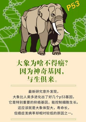 大象为何几乎不患癌症？揭秘体内20组p53基因的神奇力量  第10张