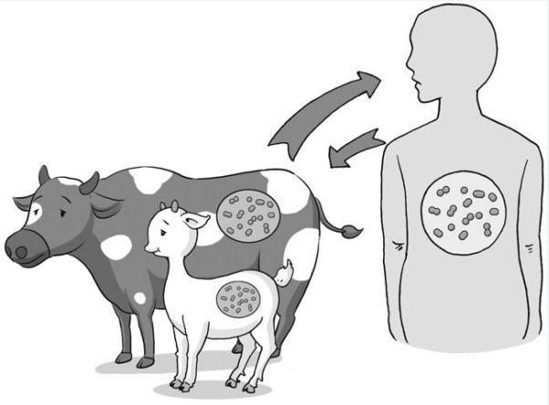 喝羊奶竟致母子双双患病！布鲁氏菌病有多可怕？  第4张