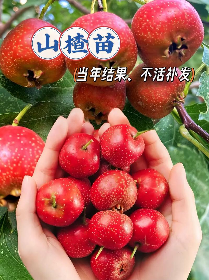 山楂：南北风味大不同，这颗红果子为何成为过年必备？