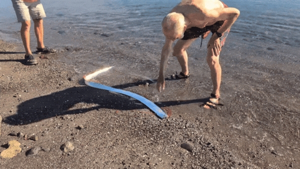 皇带鱼再现墨西哥海滩，末日预言即将成真？神秘生物背后的真相令人