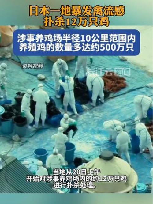 日本禽流感疫情失控！693万只禽类被扑杀，局势为何如此严峻？  第10张