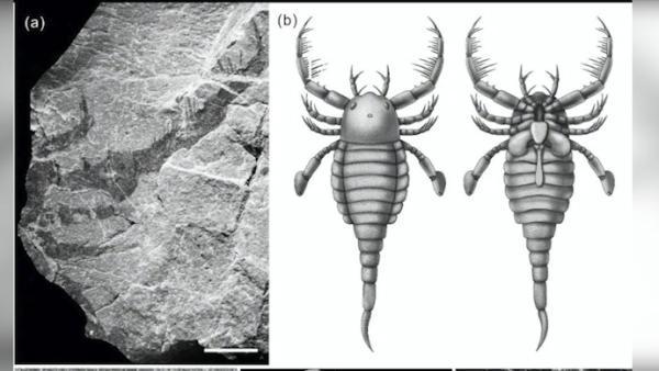 1.25亿年前的古老蝎子化石首次现身中国！你见过这么大的蝎子吗？  第5张