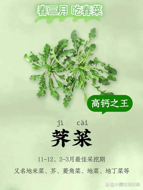 你知道吗？荠菜鲜美的秘密竟然藏在这些氨基酸里  第1张